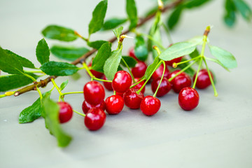 cherry cluster with leaves close-up