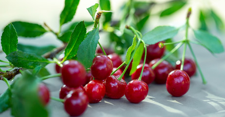 cherry cluster with leaves close-up