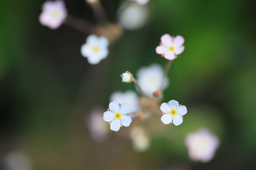 작고 귀여운 꽃이 핀 아름다운 풍경