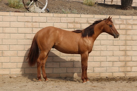 Red dun horse