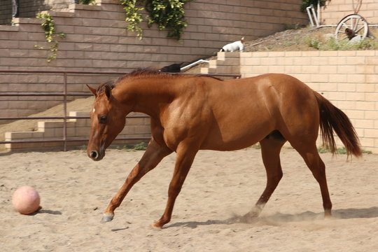 Red dun horse