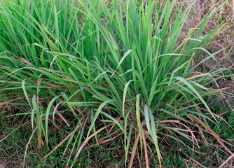 lemongrass plant is a tropical island plant