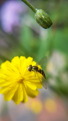 bee on flower