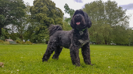 english springer spaniel