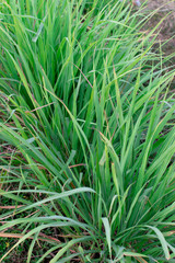 lemongrass plant is a tropical island plant