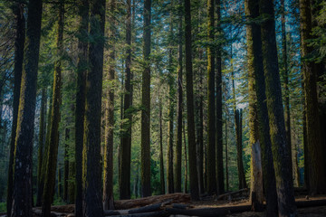 Obraz premium Yosemite National Park America's International Treasure