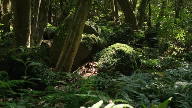 Trees and grasses in rainforest jungle forests. a moss on a rock