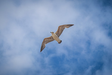 seagull in flight