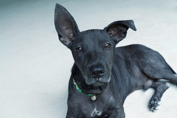 cute black dog in Thailand