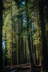 Fototapeta premium Yosemite National Park America's International Treasure