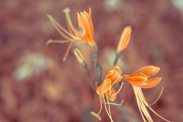 orange flower  blooming