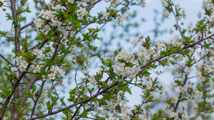 Branches of blossoming apricot macro
