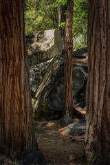 Yosemite National Park America's International Treasure