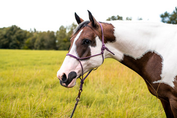 Obraz premium American Paint Horse mare with blue eyes
