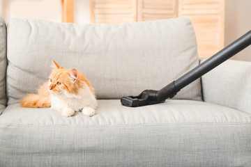 Owner of cute cat vacuuming animal hair from sofa