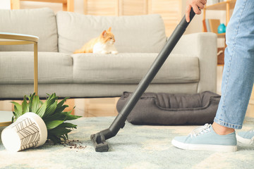 Owner cleaning carpet after naughty cat