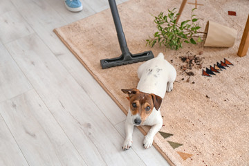 Owner cleaning carpet after naughty dog