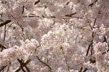 春、満開のソメイヨシノの桜の花。	花見。桜並木。並木道。