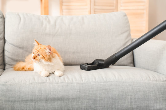 Owner Of Cute Cat Vacuuming Animal Hair From Sofa