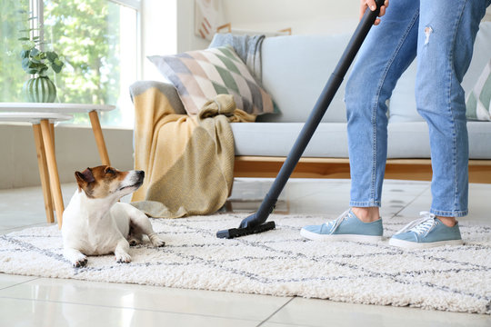 Owner Of Cute Dog Cleaning Carpet At Home