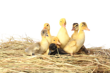 Cute ducklings on straw against white background