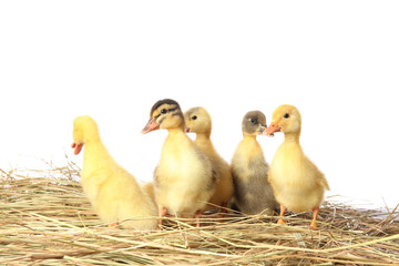 Cute ducklings on straw against white background