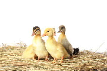 Cute ducklings on straw against white background