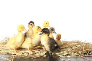 Cute ducklings on straw against white background
