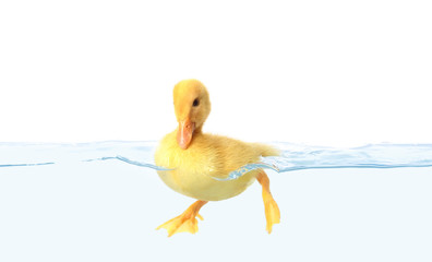 Cute duckling swimming in water on white background
