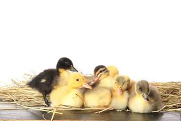 Cute ducklings on straw against white background