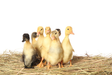 Cute ducklings on straw against white background