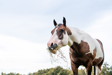 American Paint Horse mare with blue eyes, Westren breed grazing in a green field 