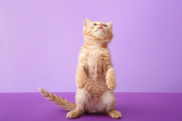 Cute funny kitten on color background © Pixel-Shot
