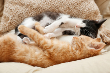 Fototapeta na wymiar Sleeping cute kittens in armchair at home