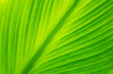 soft focus green leaves  spring nature wallpaper background