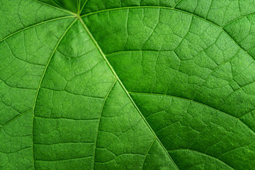 Fototapeta na wymiar selective focus green leaf texture ,abstarct nature background