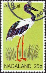 Black-necked Stork, Ephippiorhynchus asiaticus (Nagaland 1968)
