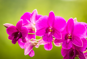 Fototapeta na wymiar Pink Vanda orchid , in the garden Chiangmai Thailand