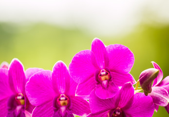 Pink Vanda orchid , in the garden  Chiangmai Thailand