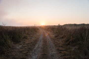 Fototapeta na wymiar Beautiful sunrise in the forest grasslands on a foggy winter morning
