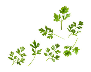 Obraz premium Parsley herb on white background