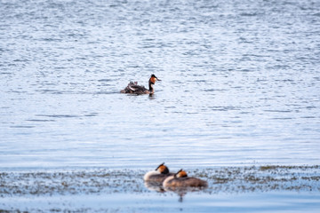 Two waterfowl birds Great Crested Grebes swim in the lake