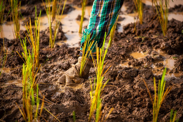 Transplanting Rice in Rural Thailand