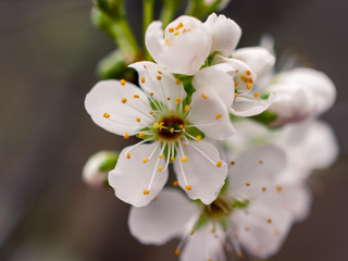 Close up of a blossom