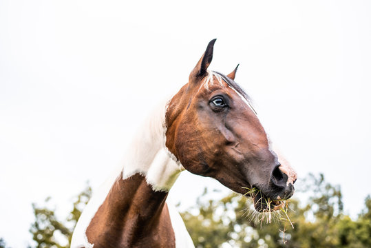 American Paint Horse mare with blue eyes, Westren breed grazing in a green field 