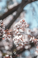 Blossoms in bloom during spring 