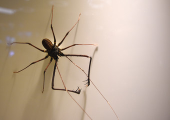 A kind of preserved spider