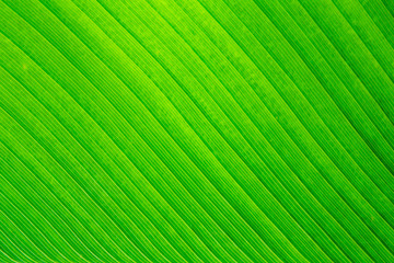 Nature green banana leaf texture for background image