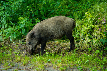 Wild boar dugging up in the soil