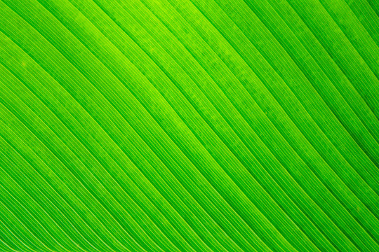 Nature green banana leaf texture for background image
